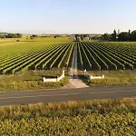 Les Anges De La Vigne Par Lisca Begay *