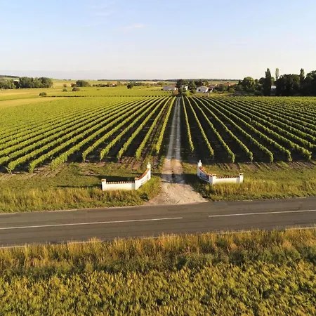 Les Anges De La Vigne Par Lisca Begay *